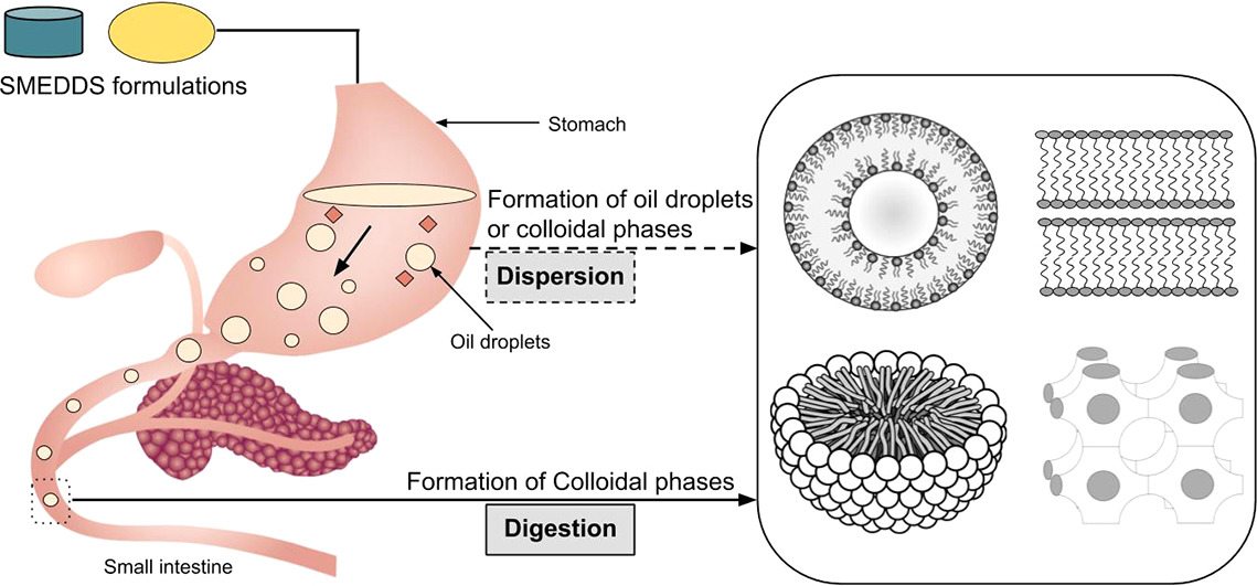 Digestion of self-dispersing lipid-based formulations