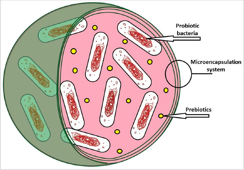 Chitosan coating for probiotics