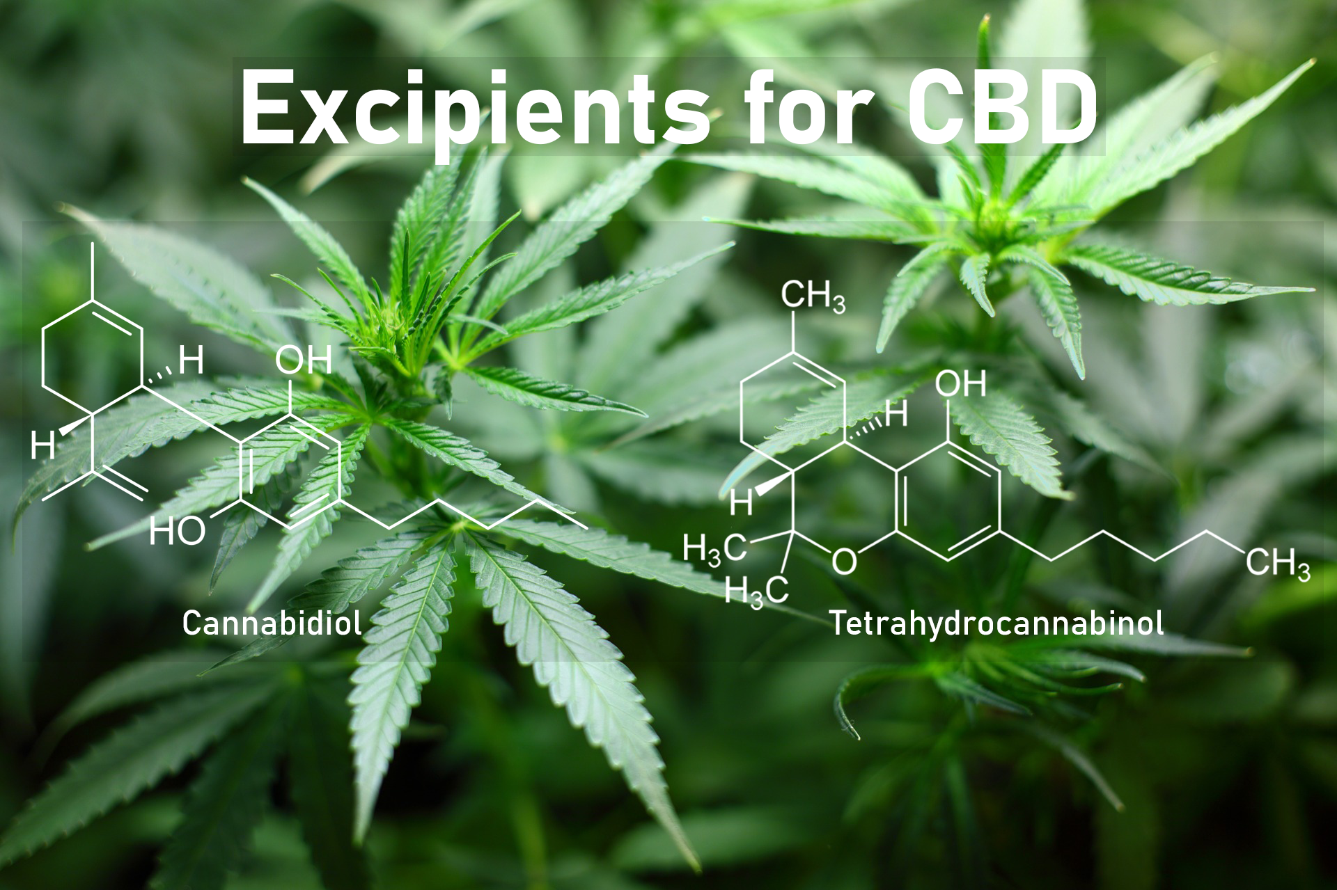 Role of Excipients in CBD Products