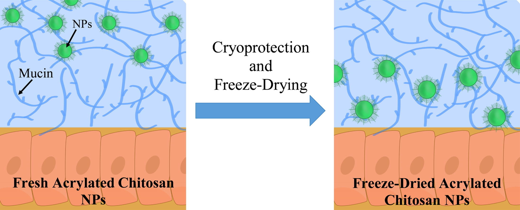 The Effect of Freeze-Drying on Mucoadhesion and Transport of Acrylated Chitosan Nanoparticles
