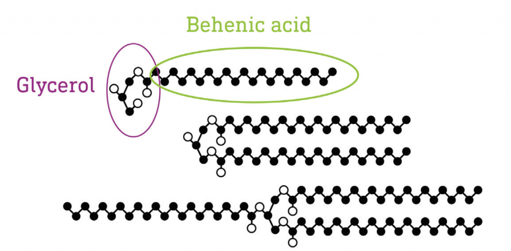 behenic acid
