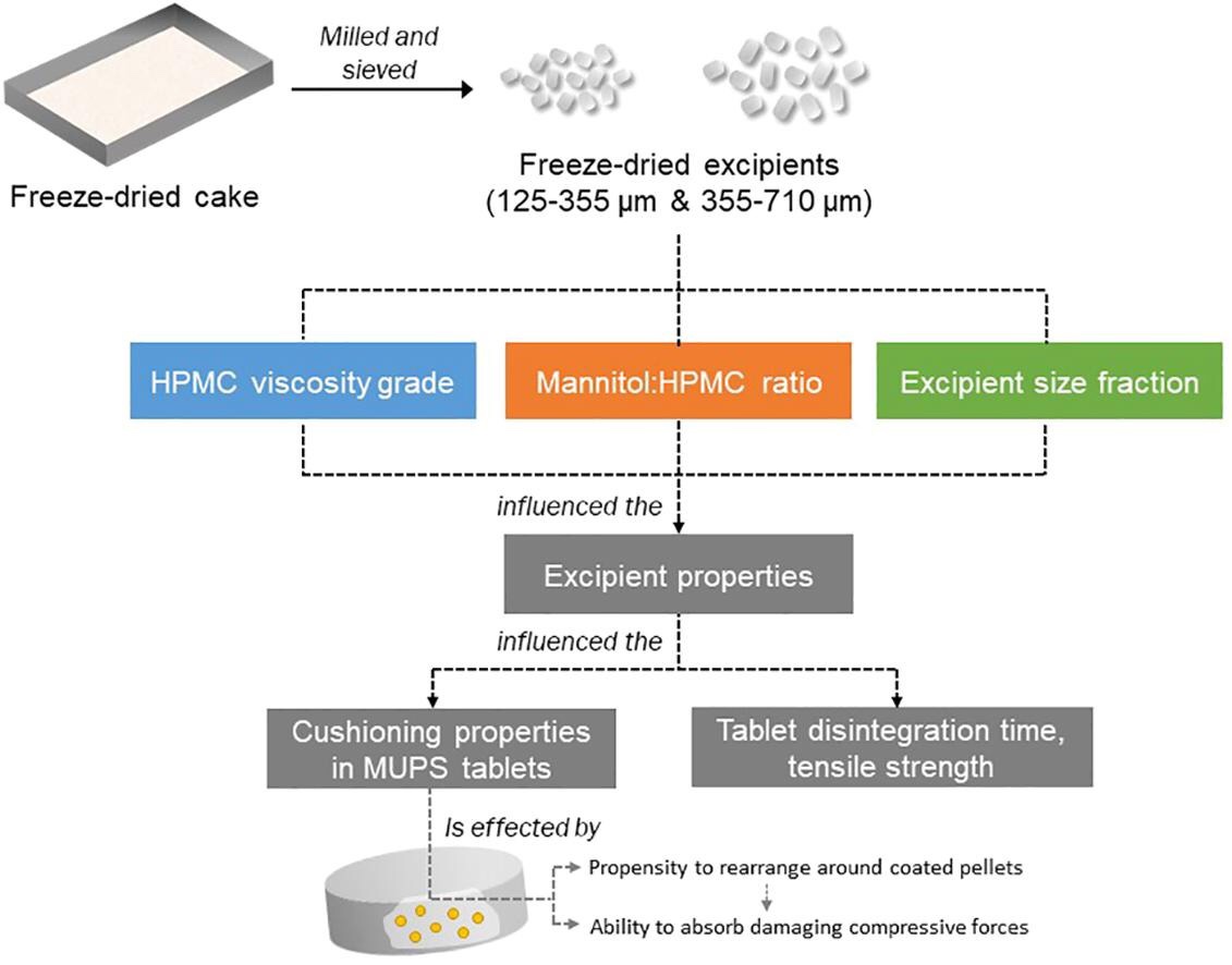 freeze-dried mannitol-HPMC cushioning excipients for compacted MUPS