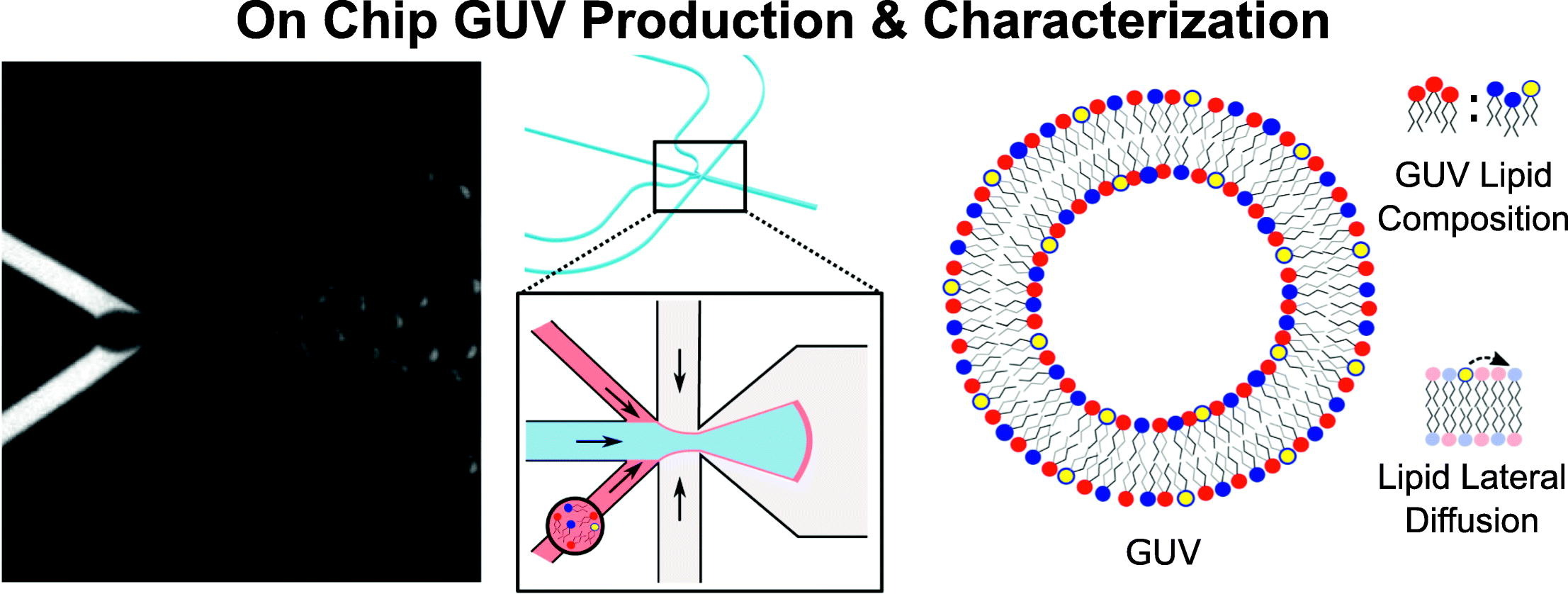 Characterization of lipid composition and diffusivity in OLA generated vesicles
