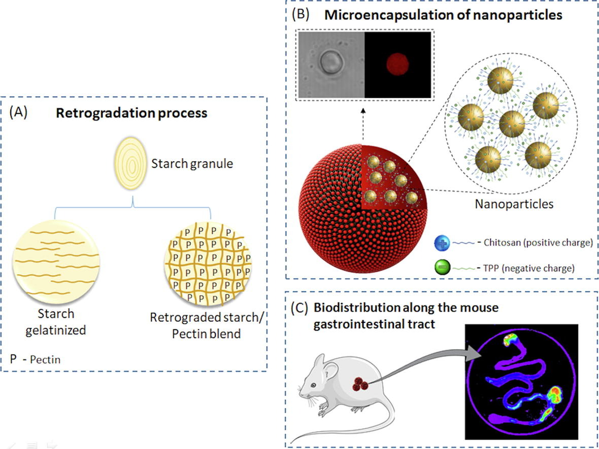 colon-specific microparticles based on retrograded starch:pectin in the delivery of chitosan nanoparticles along the gastrointestinal tract
