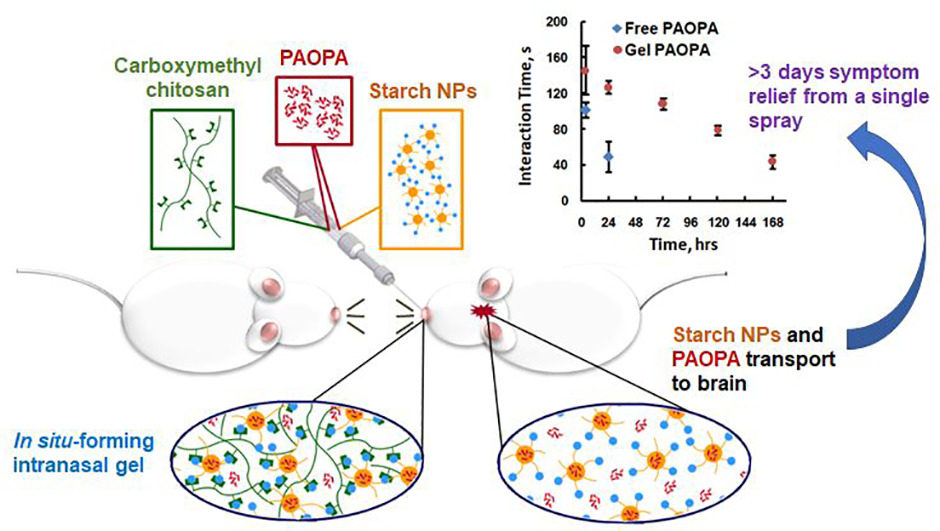 graphical abstract of In situ-gelling starch nanoparticle (SNP)/O-carboxymethyl chitosan (CMCh) nanoparticle network hydrogels for the intranasal delivery of an antipsychotic peptide