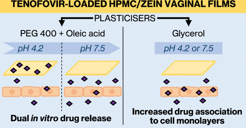graphical abstract of Influence of Plasticizers on the pH-Dependent Drug Release and Cellular Interactions of Hydroxypropyl MethylcelluloseZein Vaginal Anti-HIV Films Containing Tenofovir