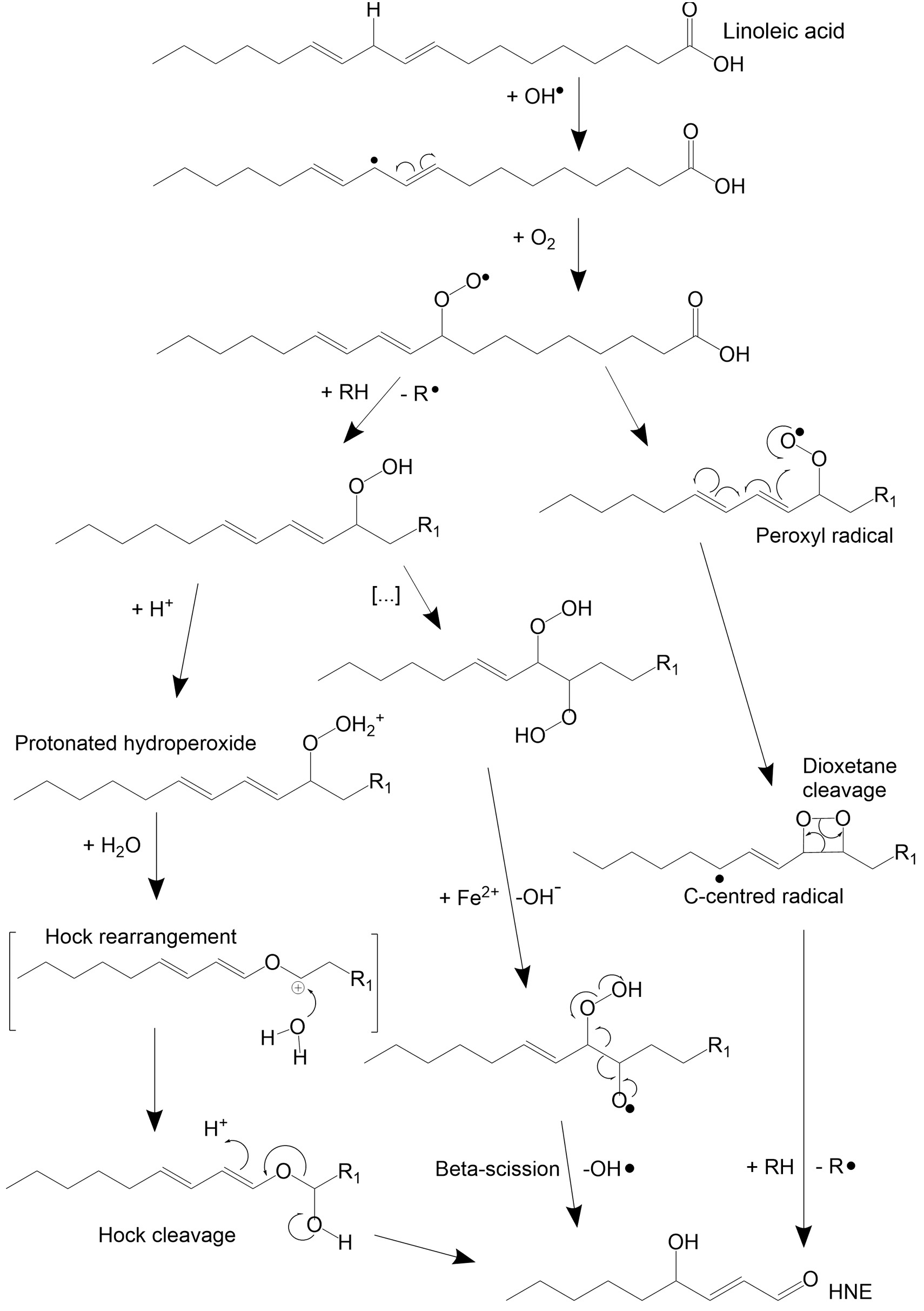 Suggested mechanisms for lipid peroxidation