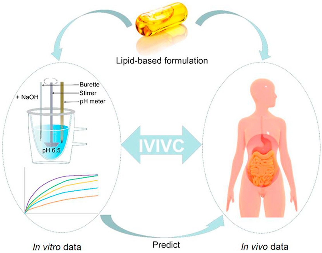 In vitro and in vivo correlation for lipid-based formulations