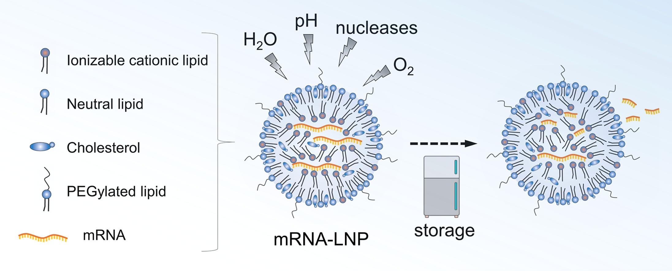 graphical abstract of mRNA-lipid nanoparticle COVID-19 vaccines: Structure and stability