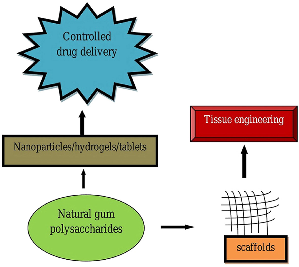 graphical abstract of Natural gum polysaccharides as efficient tissue engineering and drug delivery biopolymers