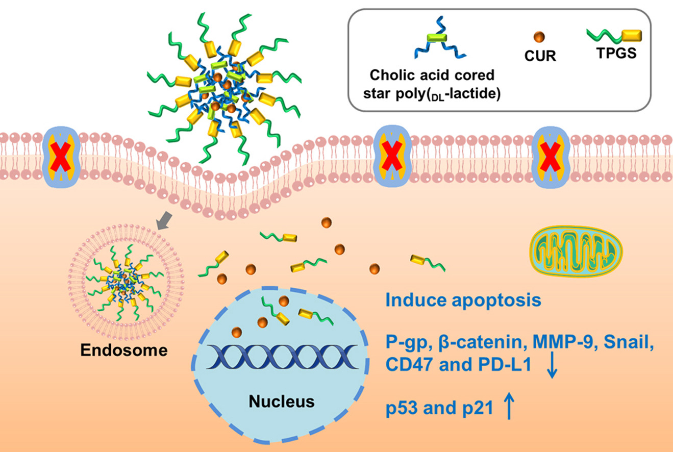 graphical abstract of Vitamin E-tocopheryl polyethylene glycol succinate decorated drug delivery system with synergistic antitumor effects to reverse drug resistance and immunosuppression