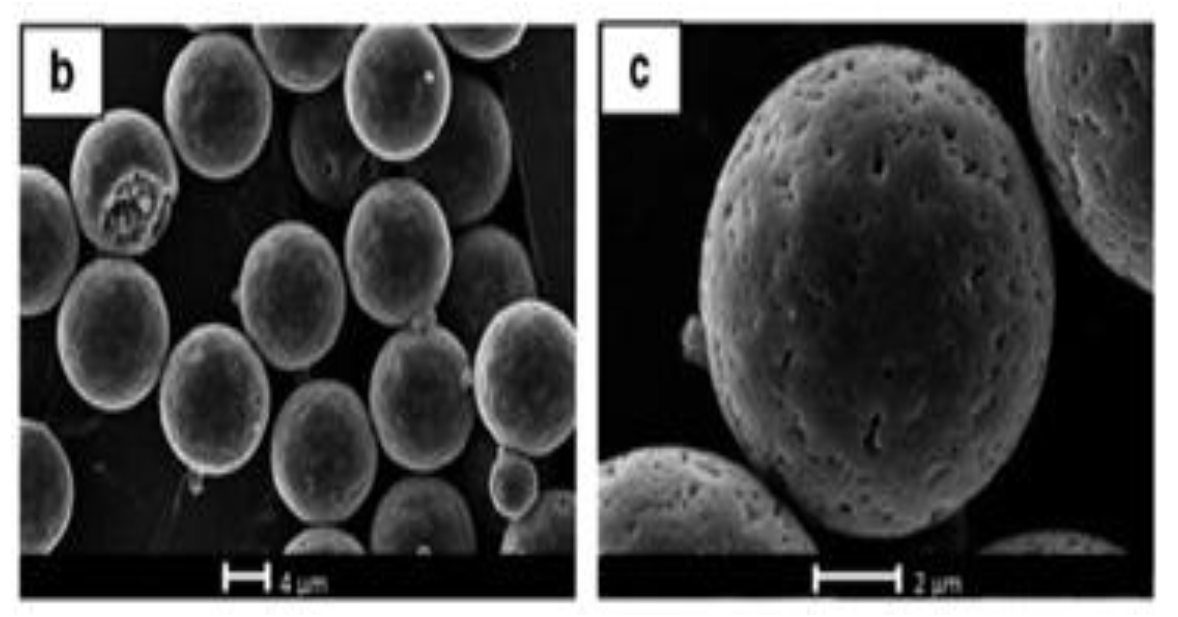 SEM of Double walled microspheres of Dexlansoprazol