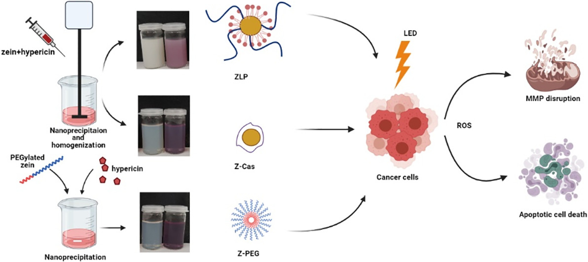 graphical abstract of Surface tailored zein as a novel delivery system for hypericin: Application in photodynamic therapy