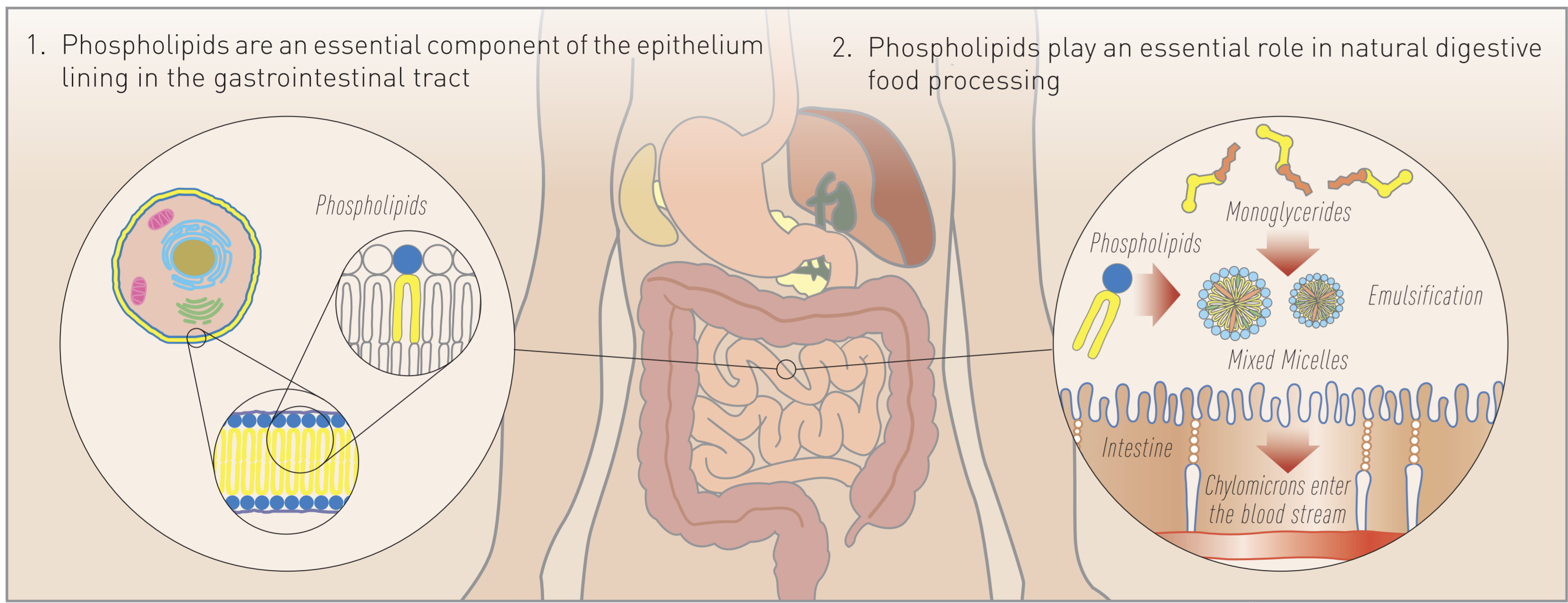 The Great Benefits of Phospholipids