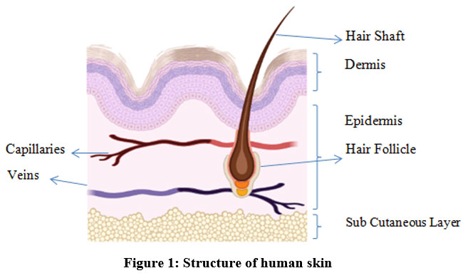 Figure 1: Structure of human skin