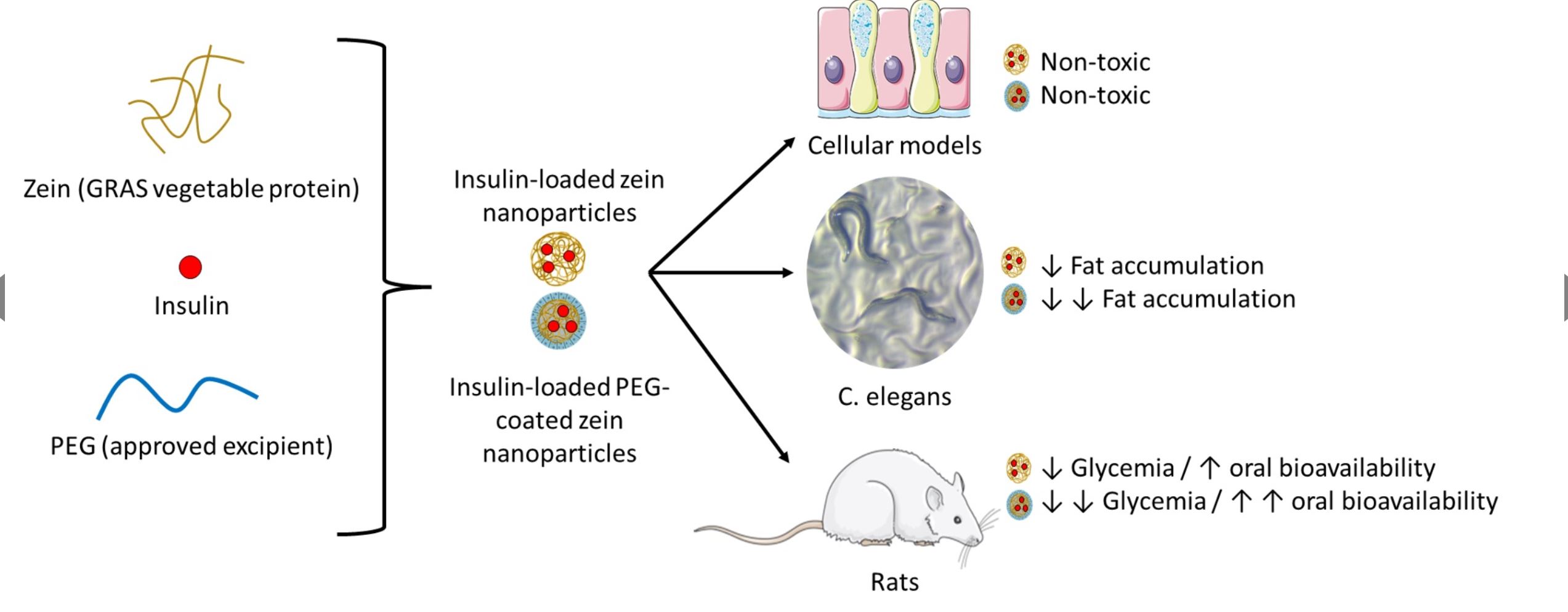 Zein-Based Nanoparticles as Oral Carriers for Insulin Delivery