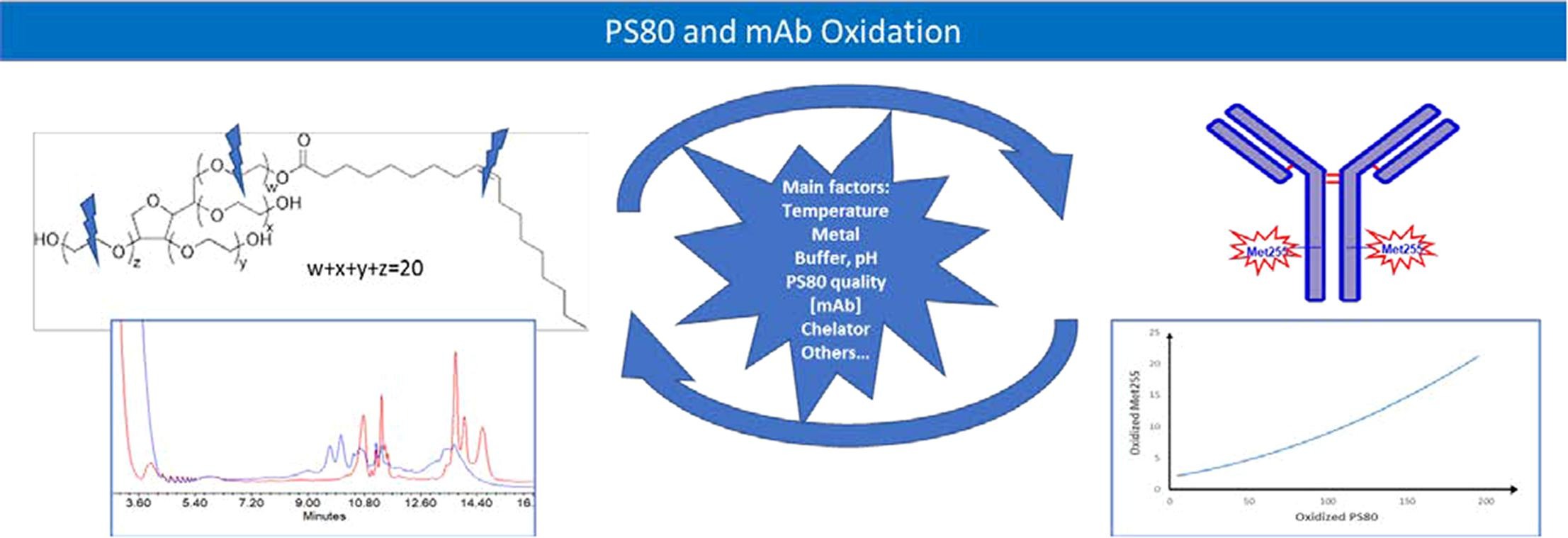 graphical abstract of Mechanistic understanding of metal-catalyzed oxidation of polysorbate 80 and monoclonal antibody in biotherapeutic formulations