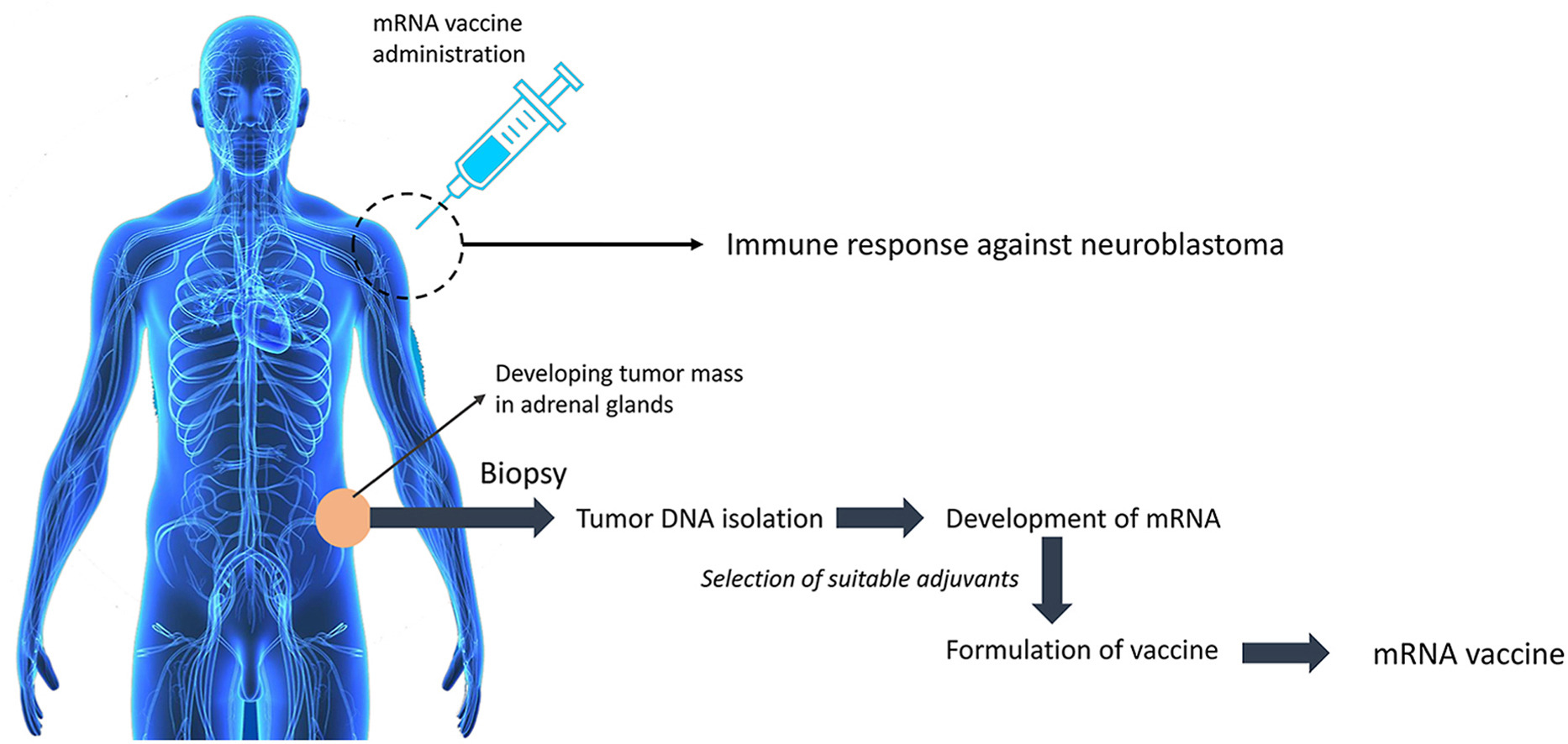 Immunotherapy for neuroblastoma using mRNA vaccines