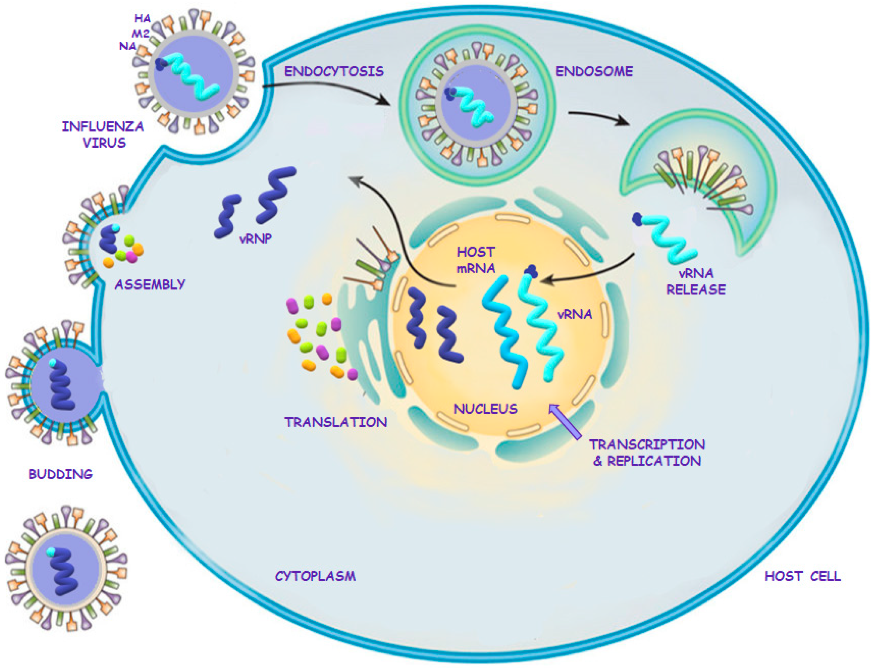 Life cycle of influenza A virus.