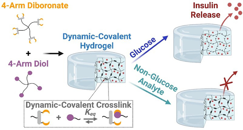 Diboronate crosslinking: Introducing glucose specificity in glucose-responsive dynamic-covalent networks