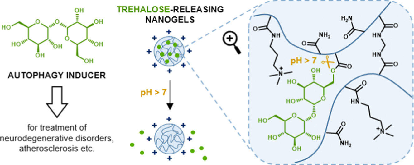 Trehalose-releasing nanogels - A step toward a trehalose delivery vehicle for autophagy stimulation