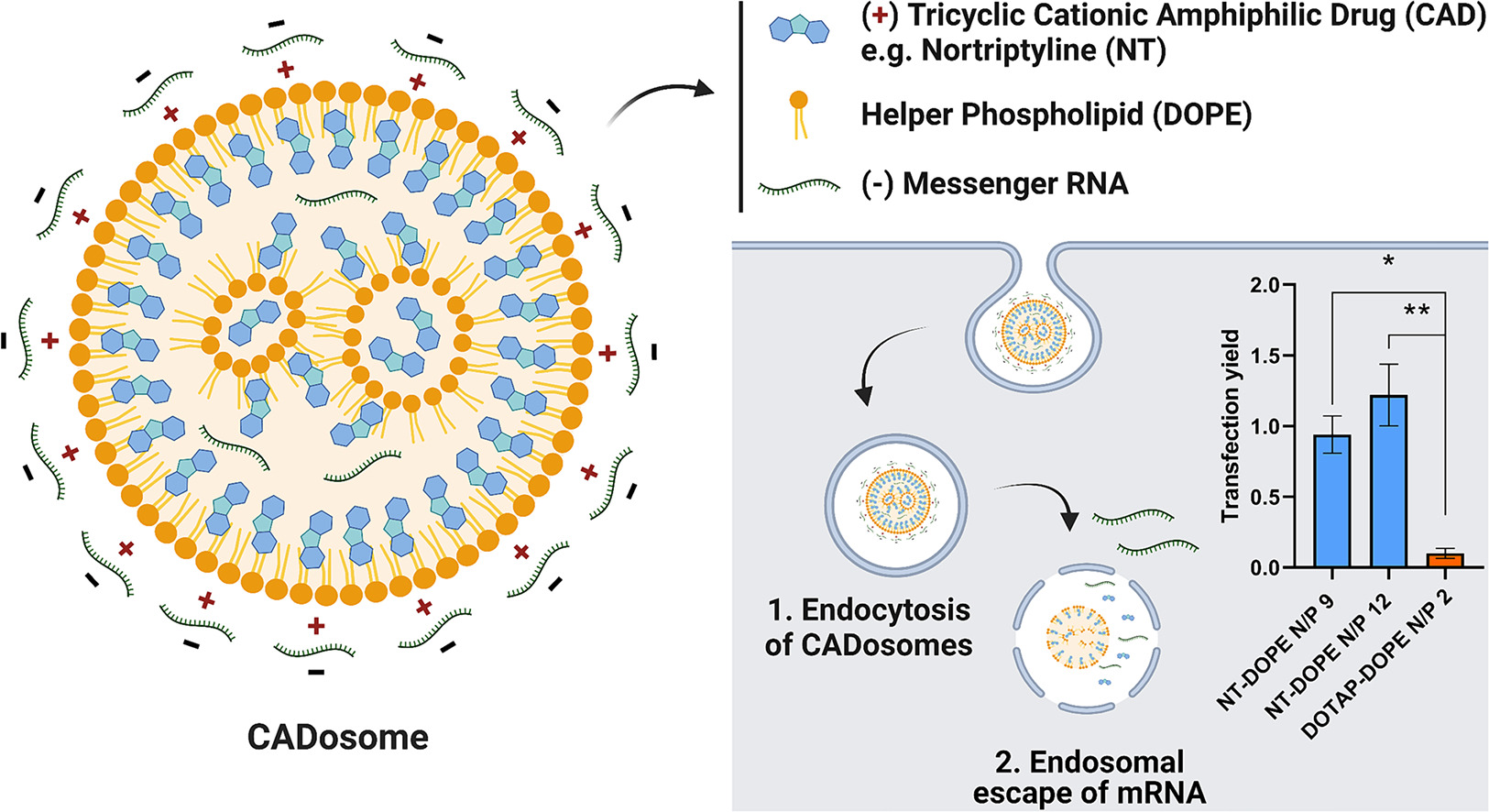 A lipid nanoparticle platform for mRNA delivery through repurposing of cationic amphiphilic drugs