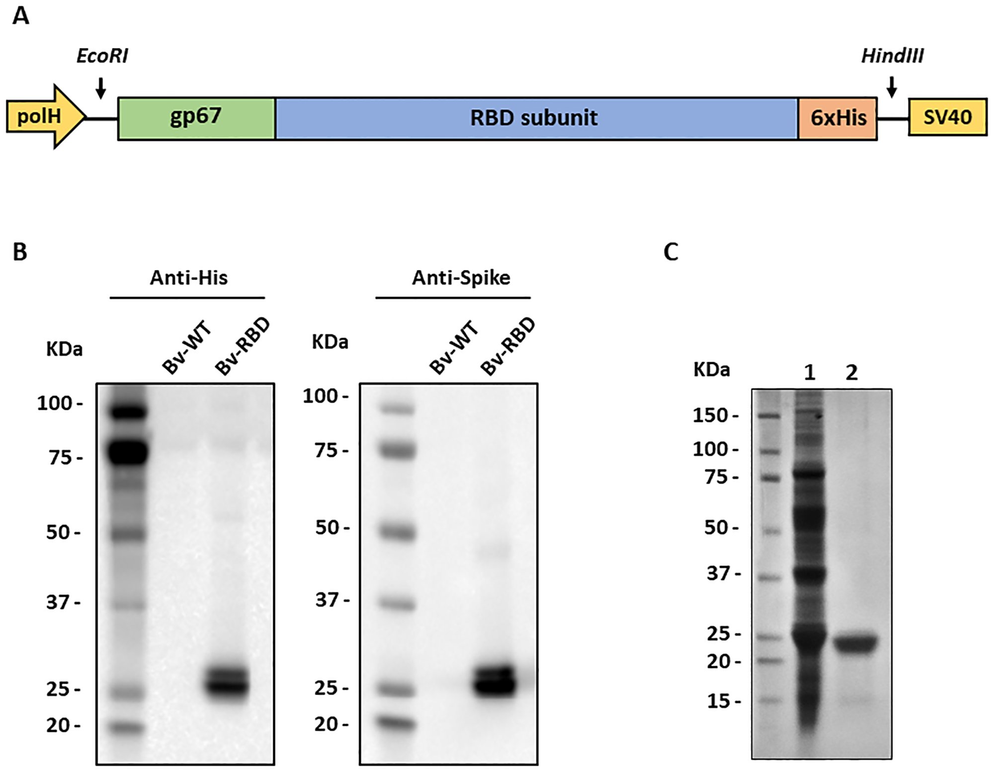 Squalene in oil-based adjuvant improves the immunogenicity of SARS-CoV-2 RBD and confirms safety in animal models