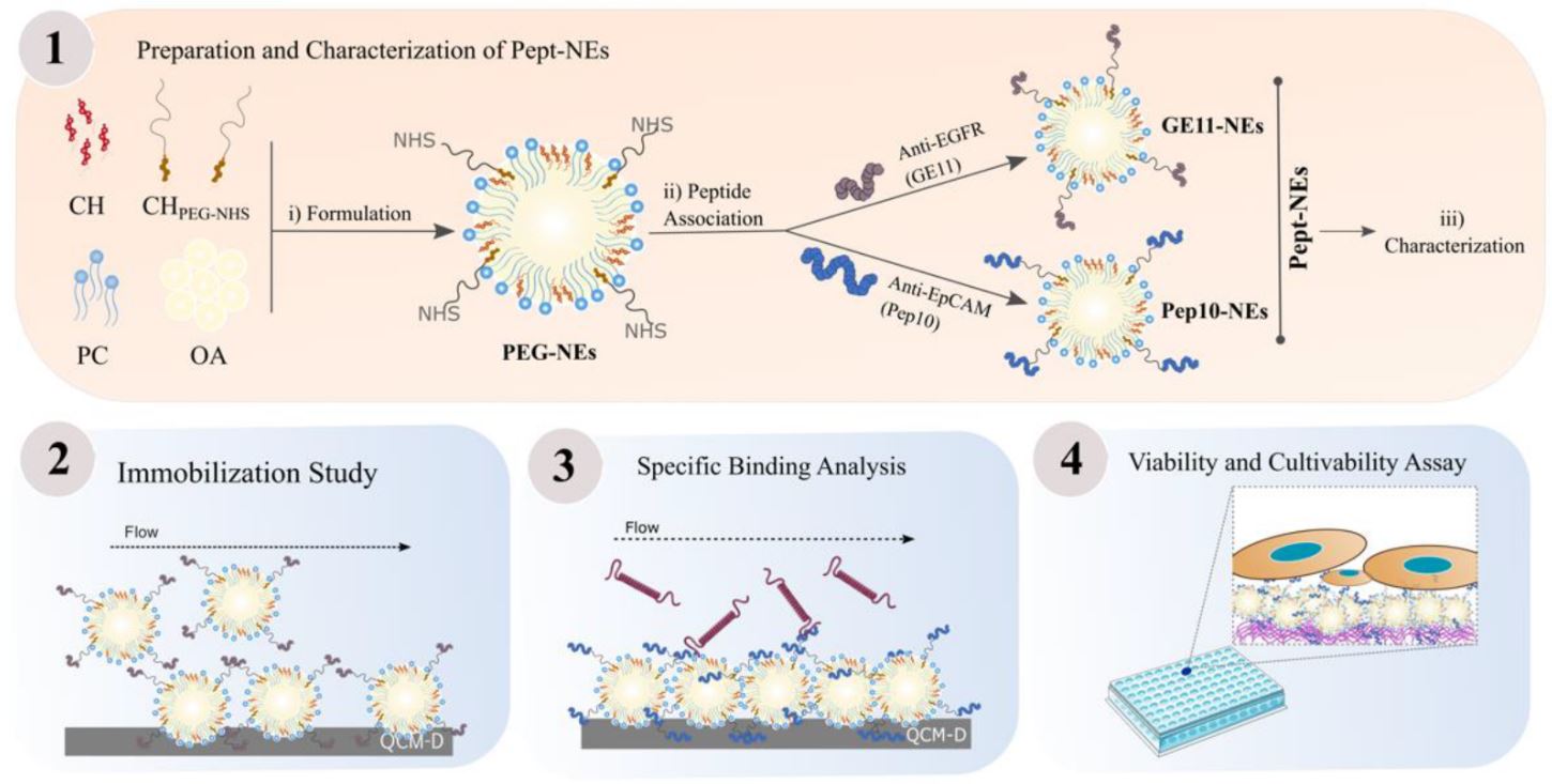 Peptide-Functionalized Nanoemulsions as a Promising Tool for Isolation and Ex Vivo Culture of Circulating Tumor Cells