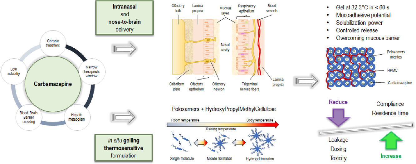 Drug delivery to the brain: In situ gelling formulation enhances carbamazepine diffusion through nasal mucosa models with mucin