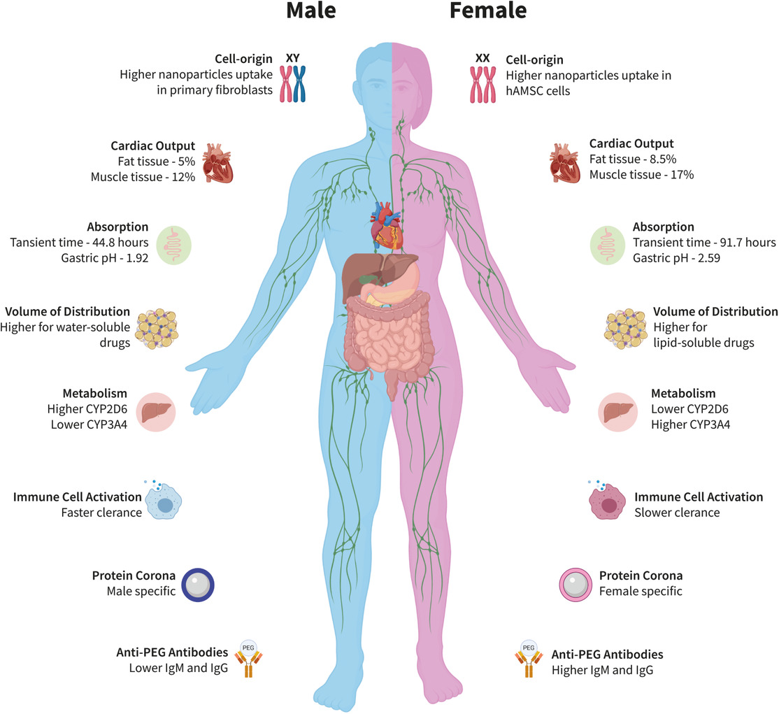 Sex-Based Differences in the Biodistribution of Nanoparticles and Their Effect on Hormonal, Immune, and Metabolic Function