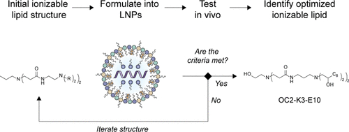 Iterative Design of Ionizable Lipids for Intramuscular mRNA Delivery