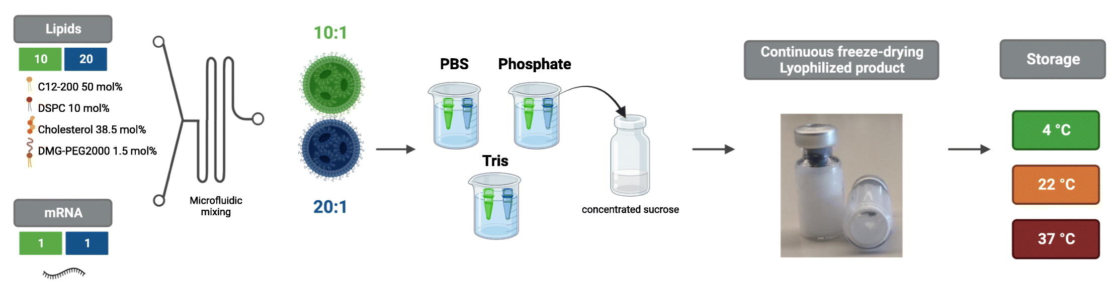 Continuous freeze-drying of messenger RNA lipid nanoparticles enables storage at higher temperatures