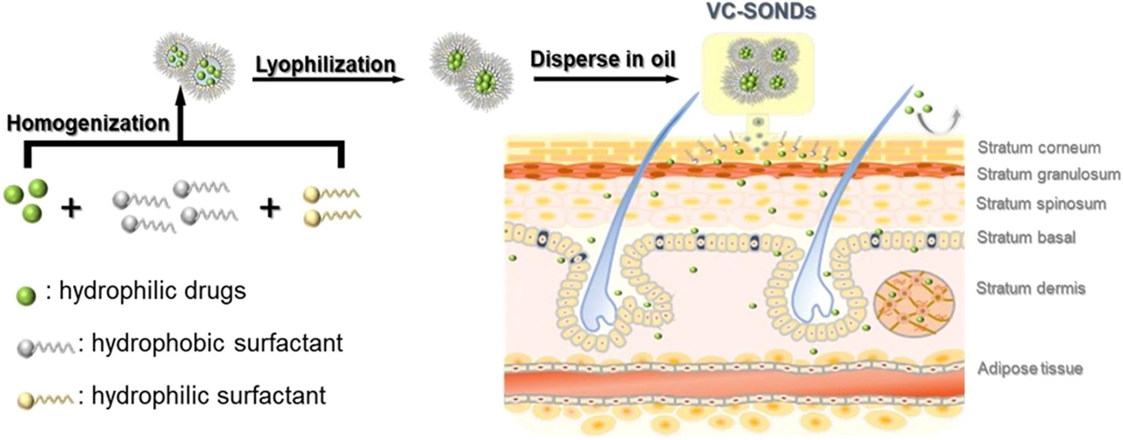 Solid-in-oil nanodispersion as a novel topical transdermal delivery to enhance stability and skin permeation and retention of hydrophilic drugs l-ascorbic acid