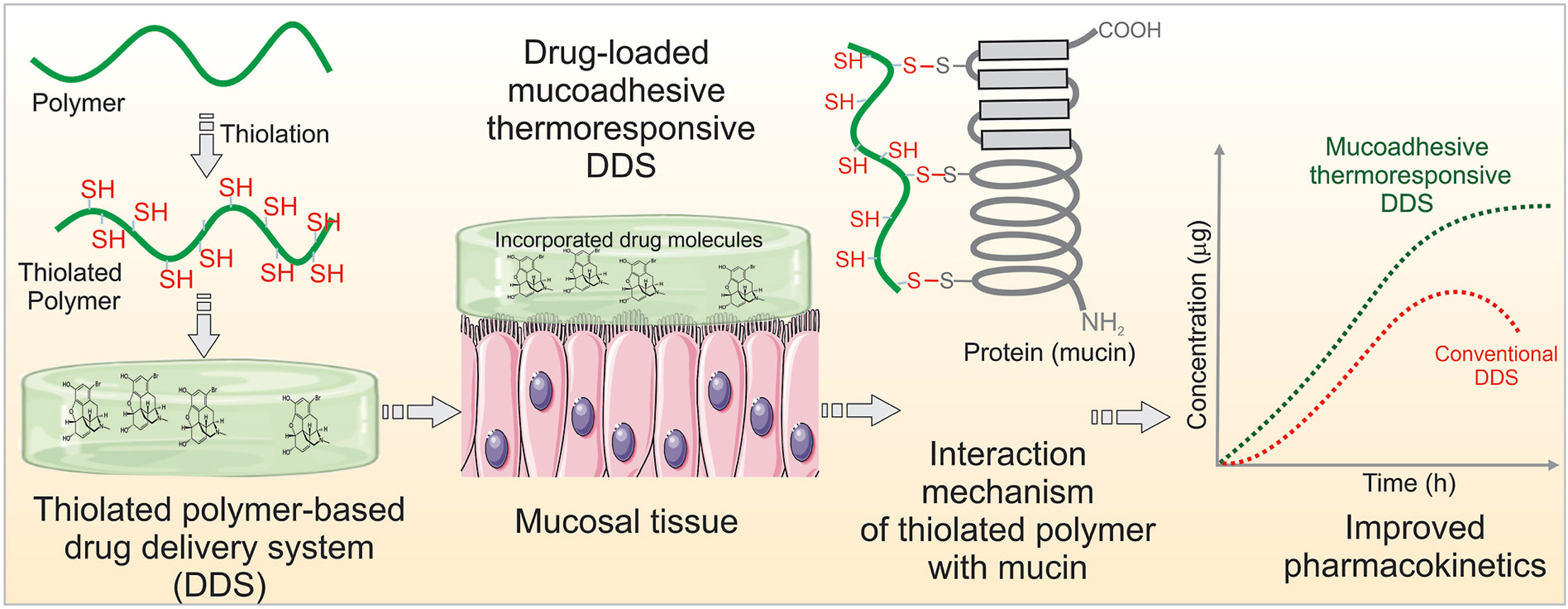 Thiolated polymers: An overview of mucoadhesive properties and their potential in drug delivery via mucosal tissues
