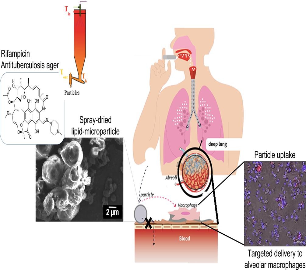 Lipid-based particle engineering via spray-drying for targeted delivery of antibiotics to the lung