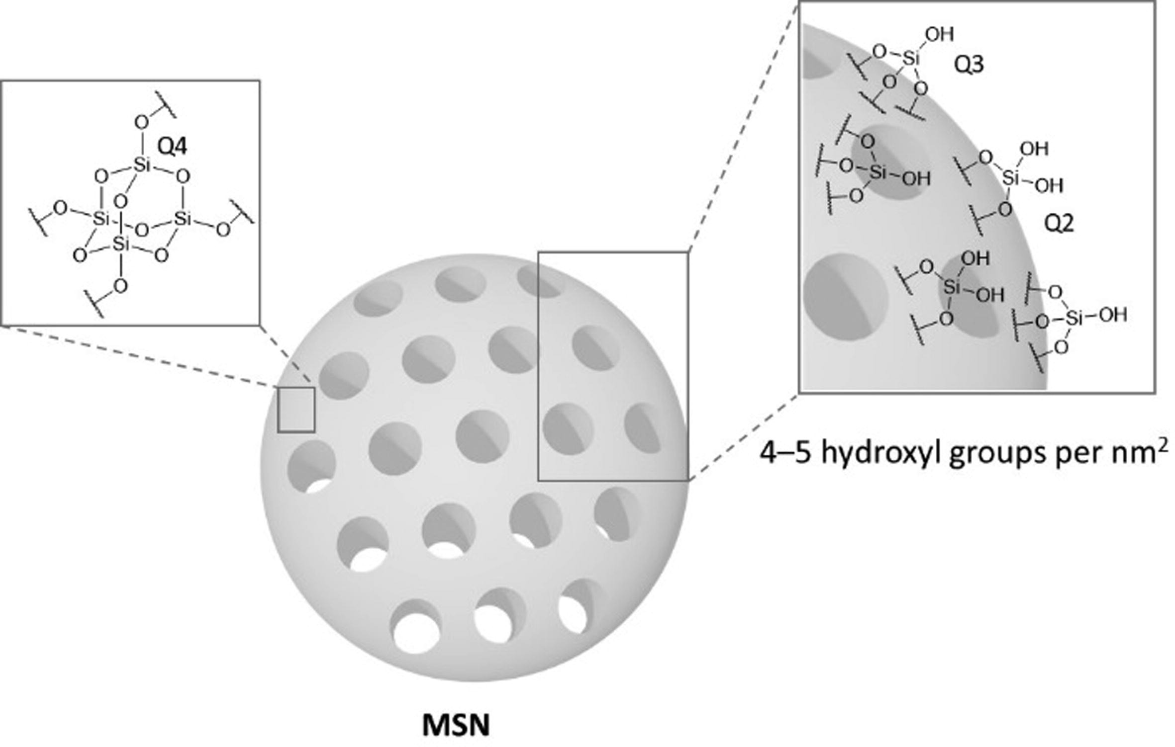 Biosafety of mesoporous silica nanoparticles; towards clinical ...