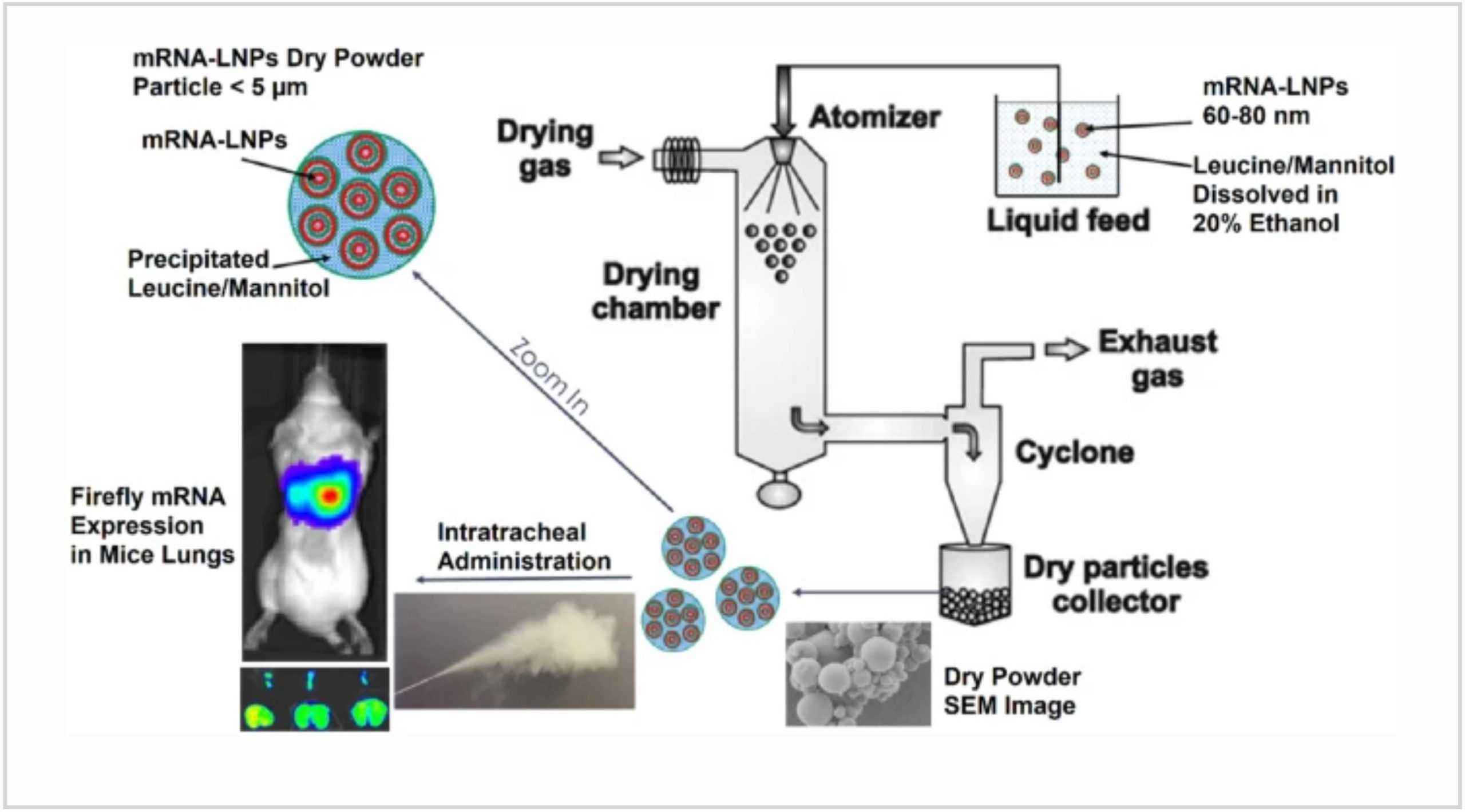Inhalable dry powder product (DPP) of mRNA lipid nanoparticles (LNPs) for pulmonary delivery