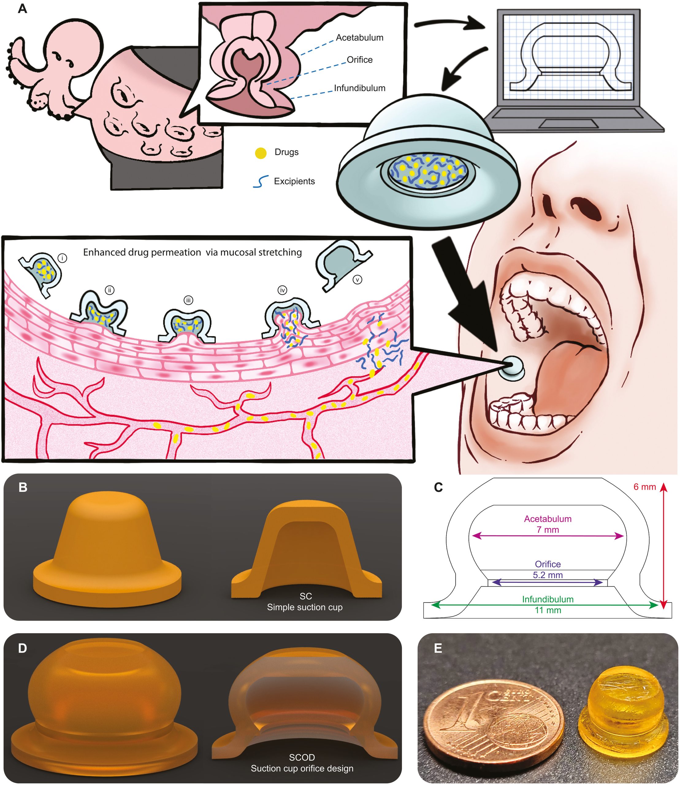 Boosting systemic absorption of peptides with a bioinspired buccal-stretching patch