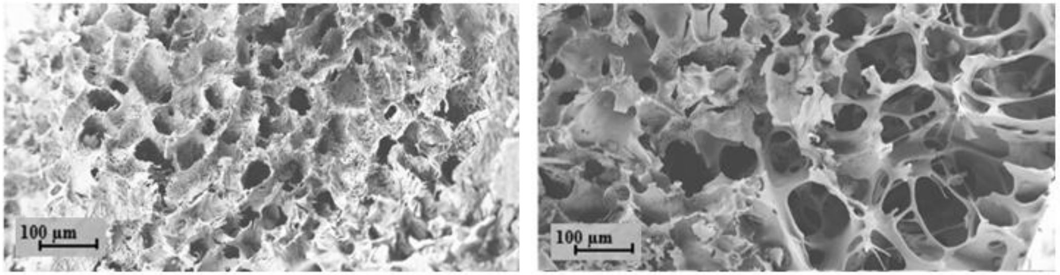 Fig. 2. SEM micrographs of lyophilizates with hydrolyzed gelatin: PVP K25: glycine (left)/ croscarmellose (right): mannitol ratio of 4: 2: 0.5: 4.5.