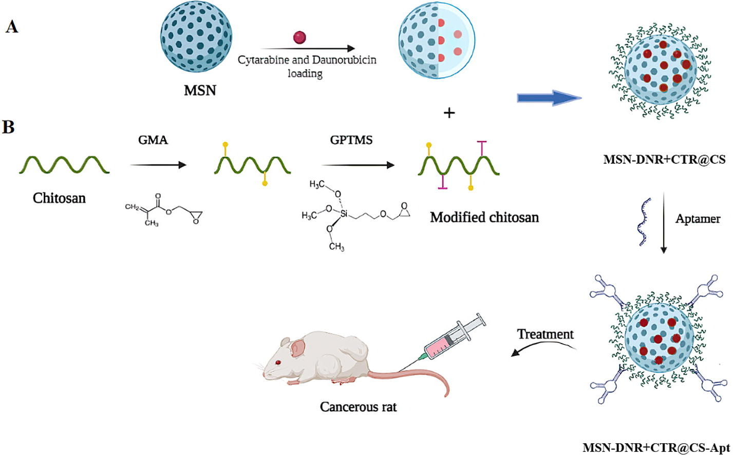 Aptamer-modified chitosan-capped Mesoporous silica nanoparticles for co-delivery of cytarabine and daunorubicin in Leukemia