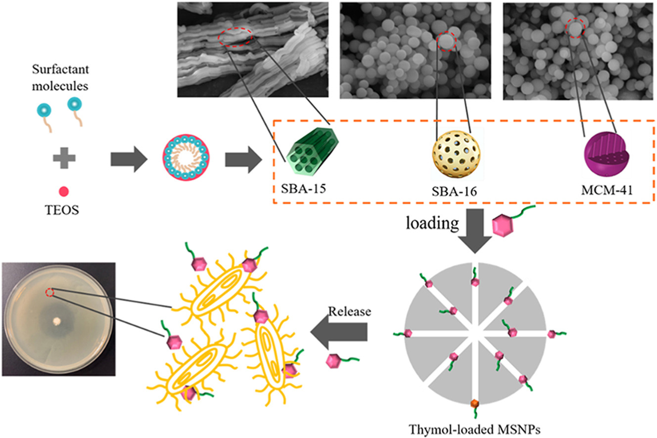 Controlled release mechanism of thymol loaded into mesoporous silica nanoparticles for active packaging films