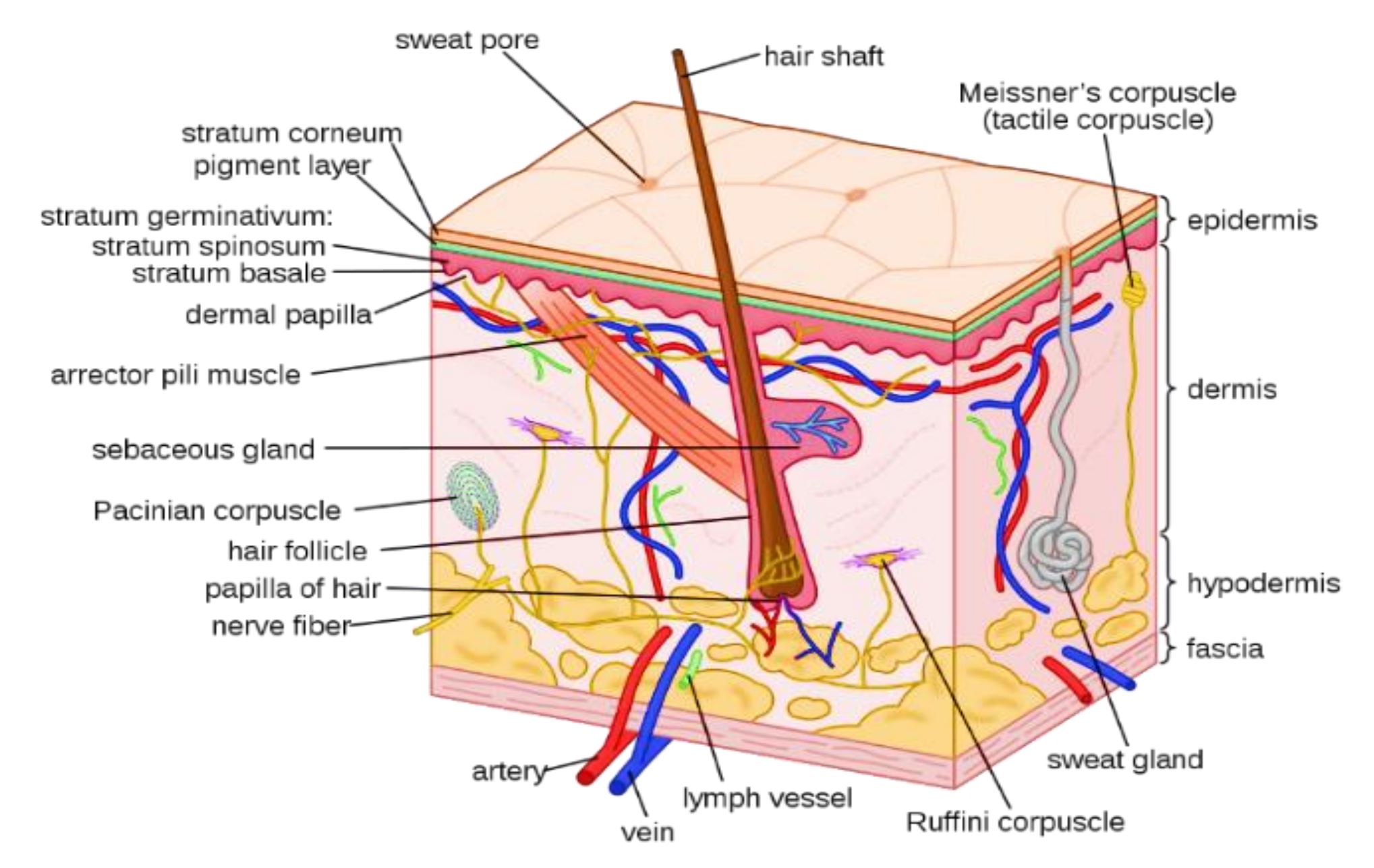 Figure 1. Structure of skin