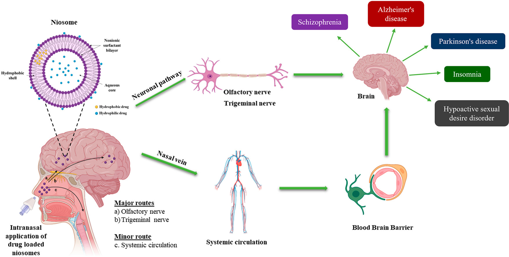 Niosomes for nose-to-brain delivery: A non-invasive versatile carrier system for drug delivery in neurodegenerative diseases