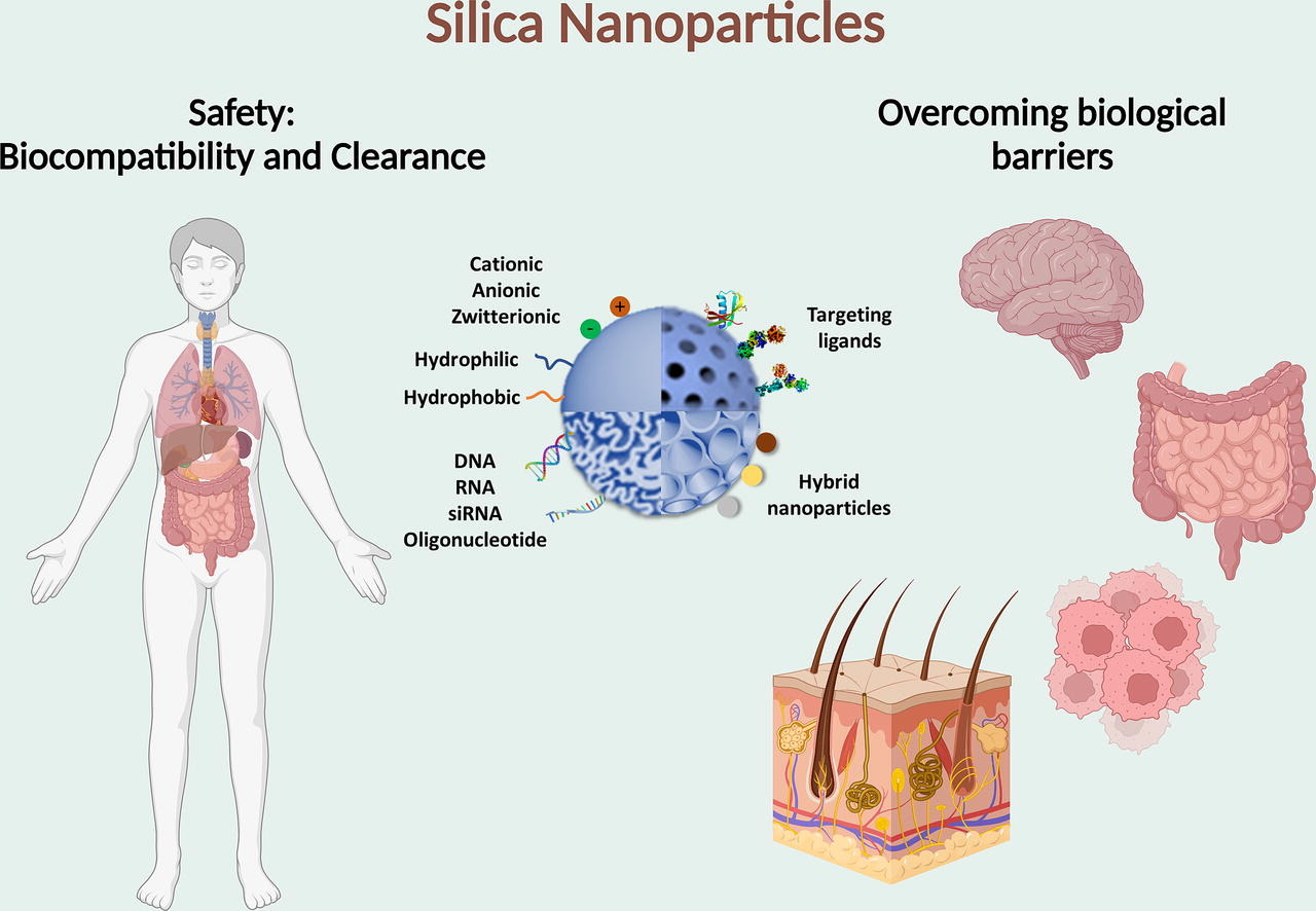 Silica nanoparticles: A review of their safety and current strategies to overcome biological barriers
