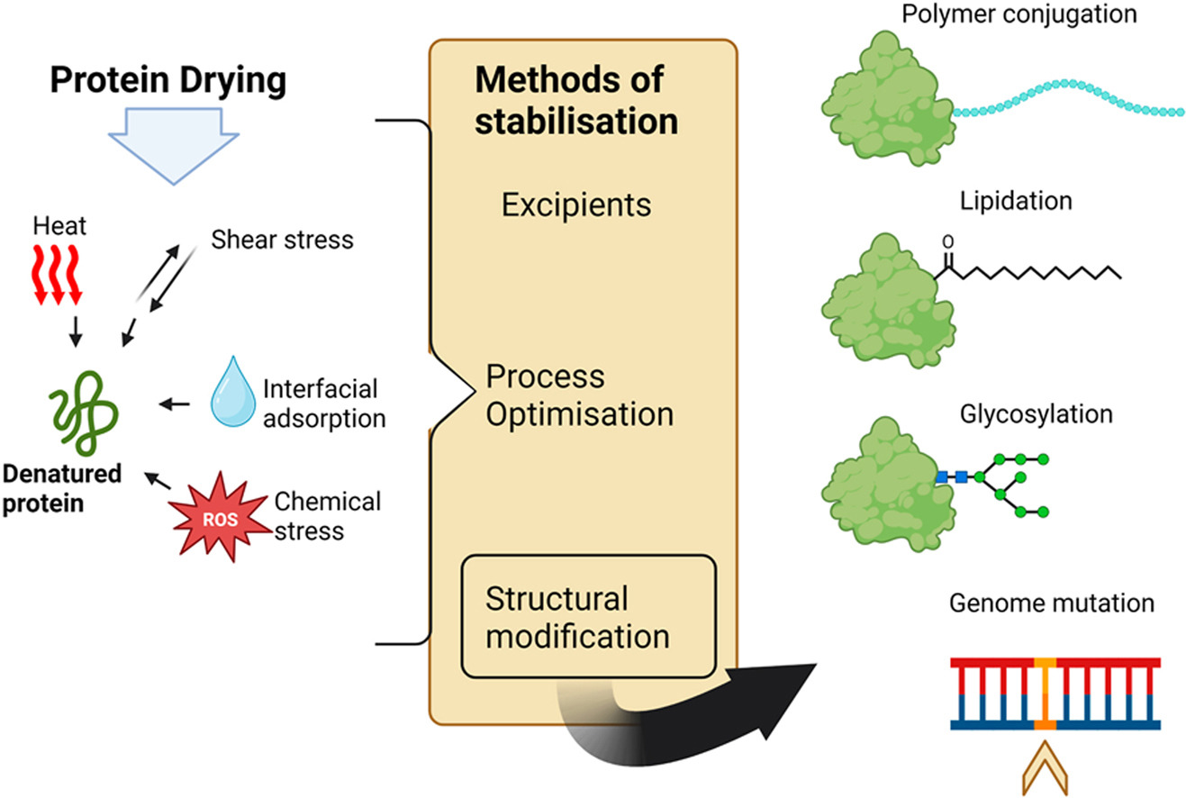 Structural modifications for the conversion of proteins and peptides into stable dried powder formulations: A review