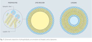 Fig.1 Schematic depiction of phospholipids, an emulsion oil droplet, and a liposome
