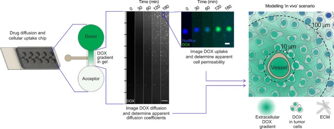 Quantitative imaging of doxorubicin diffusion and cellular uptake in biomimetic gels with human liver tumor cells