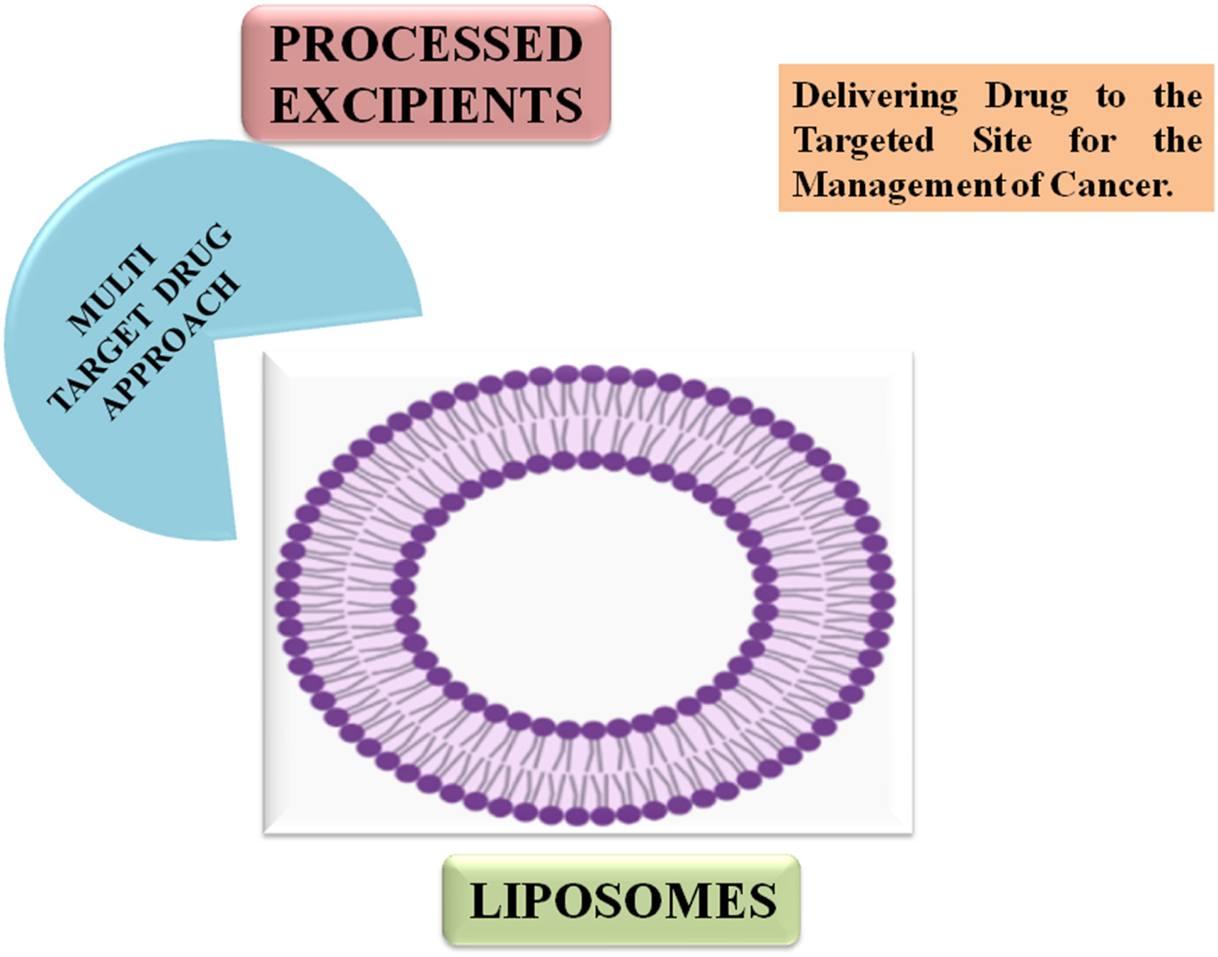 Processed excipients for targeted drug delivery in cancer management: Enhancing efficacy and precision