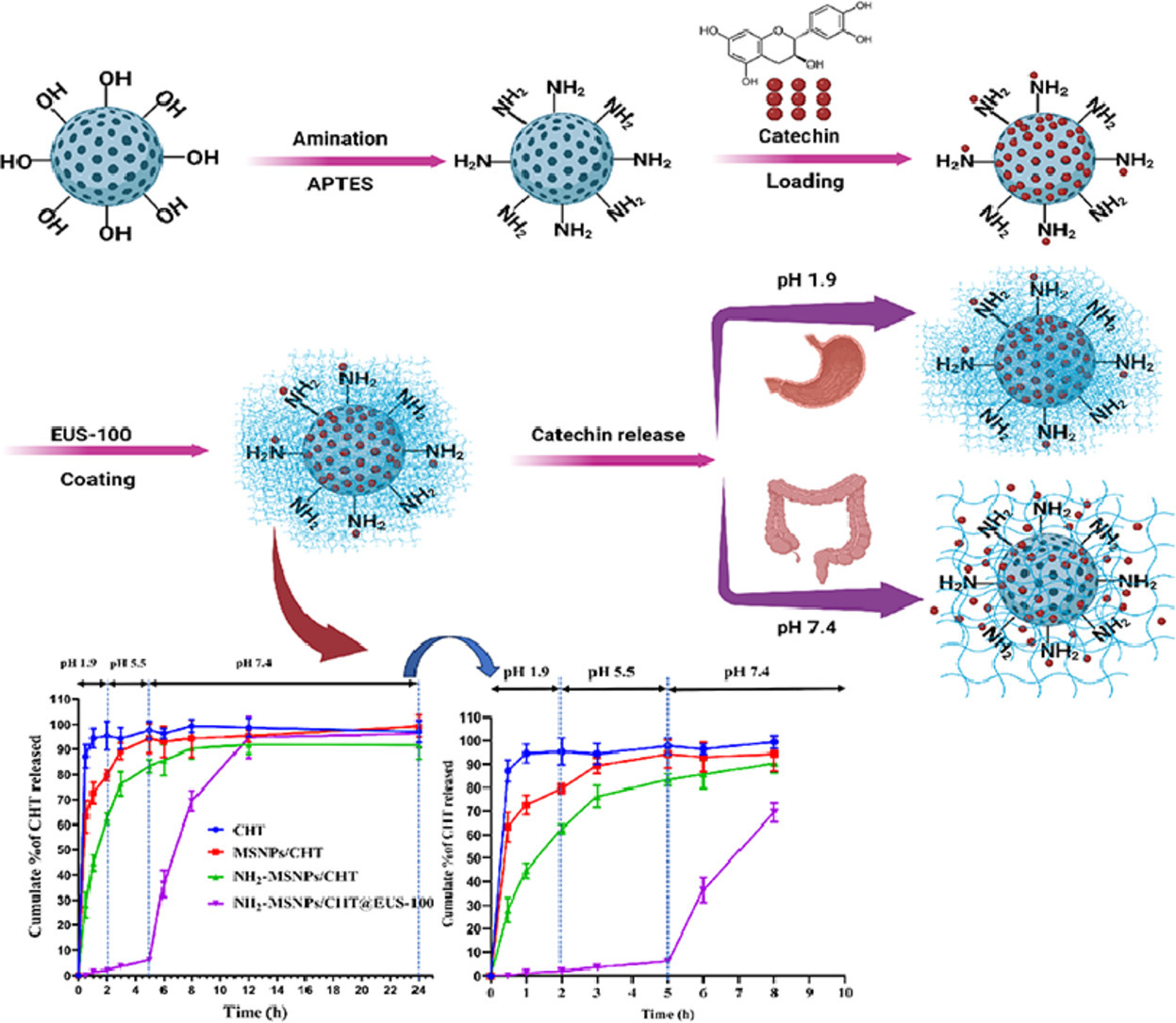 A pH-sensitive silica nanoparticles for colon-specific delivery and controlled release of catechin