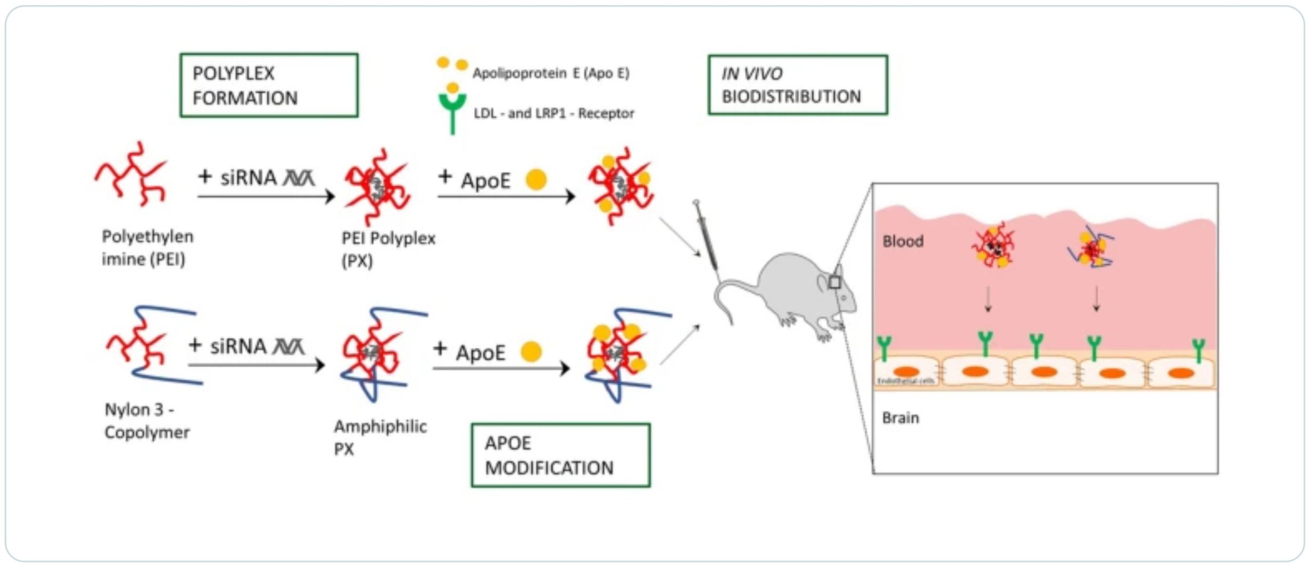 ApoE—functionalization of nanoparticles for targeted brain delivery—a feasible method for polyplexes